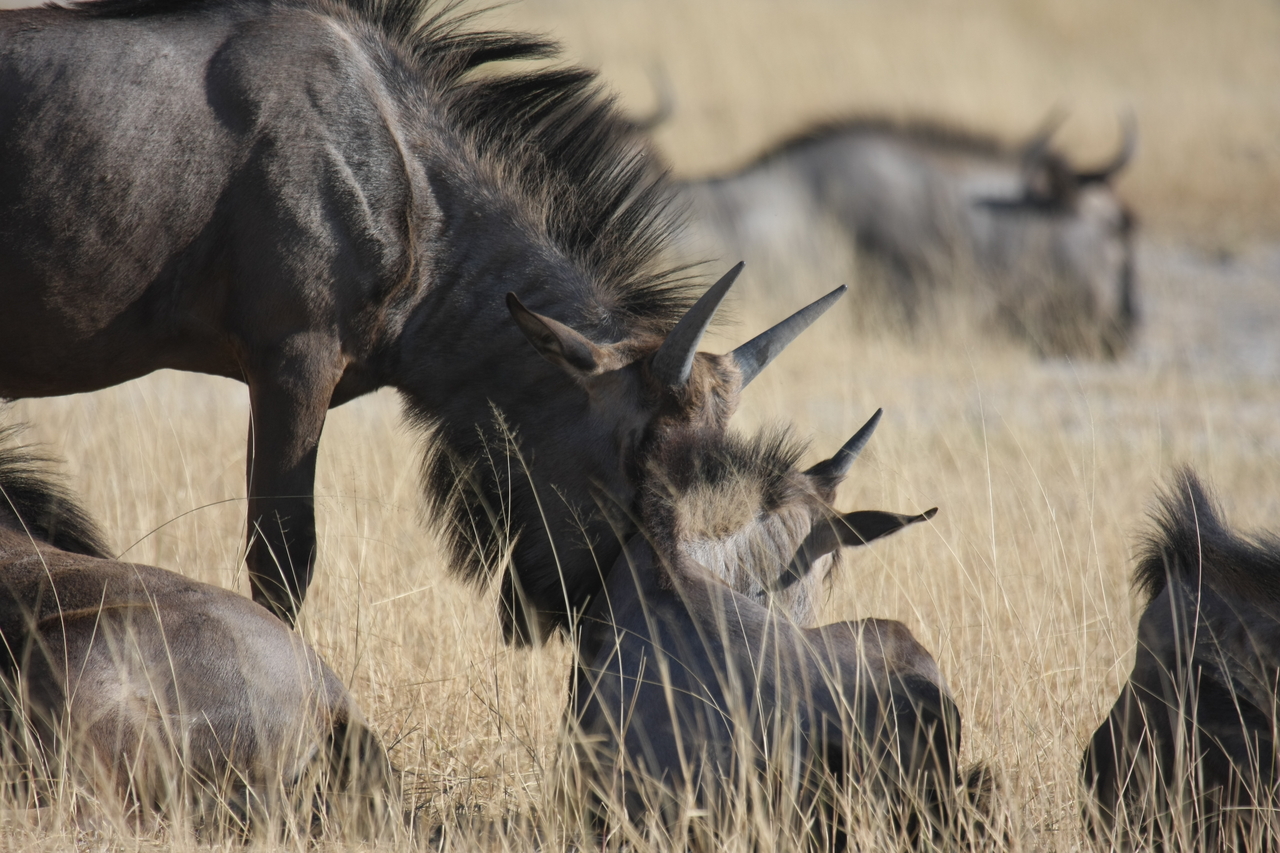 [23323] 2016_06_30_03_25_15_Africa_Canon_EOS_40D_IMG__11333.jpg