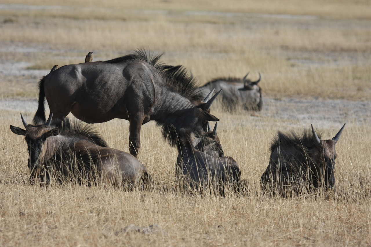 [23332] 2016_06_30_03_25_53_Africa_Canon_EOS_40D_IMG__00165.jpg
