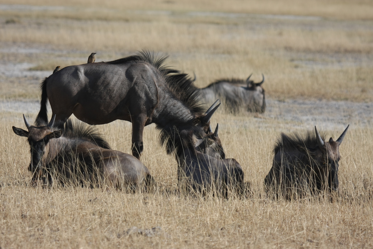 [23335] 2016_06_30_03_25_53_Africa_Canon_EOS_40D_IMG__11337.jpg