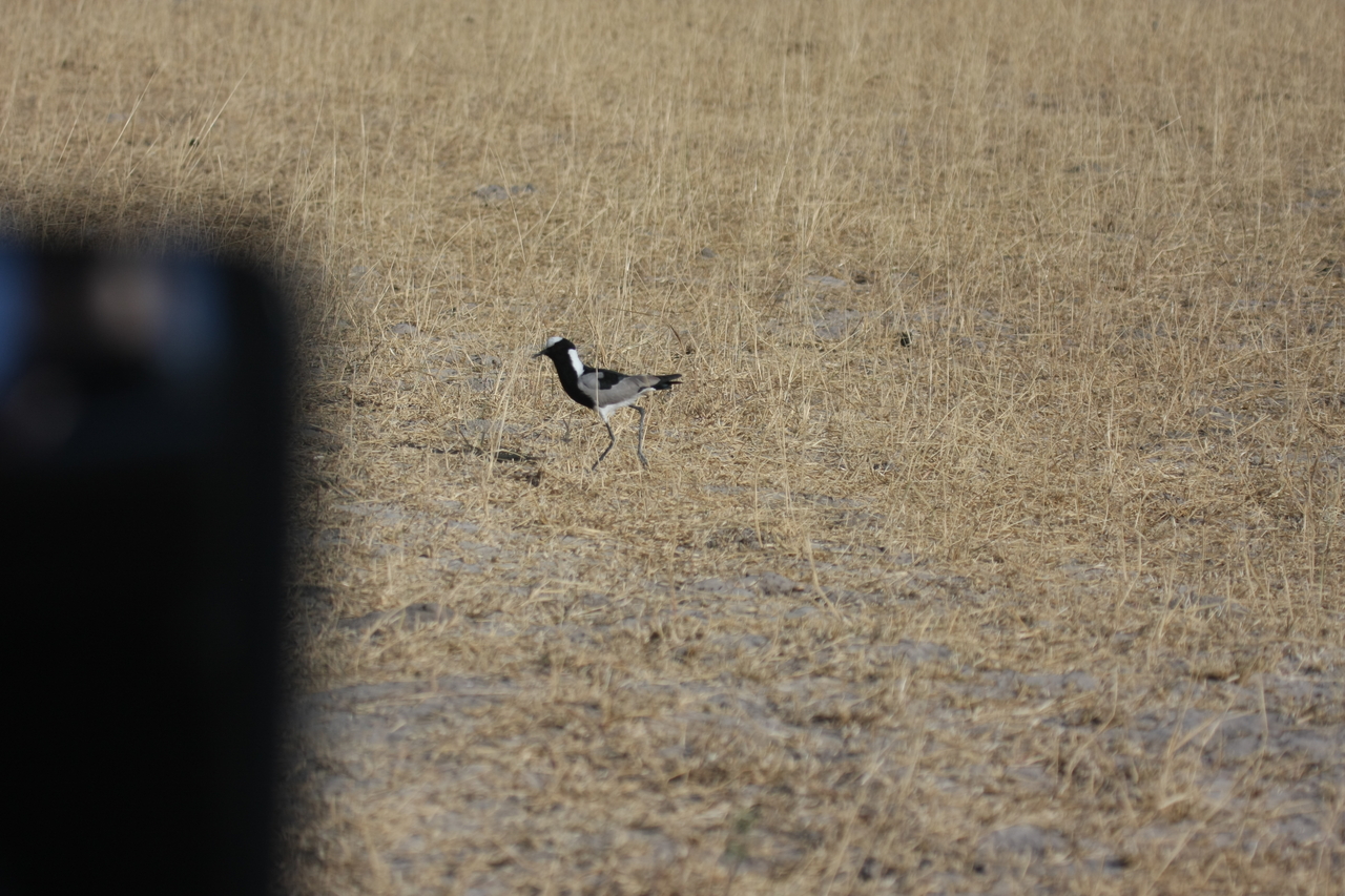 [23343] 2016_06_30_03_29_09_Africa_Canon_EOS_40D_IMG__00168.jpg