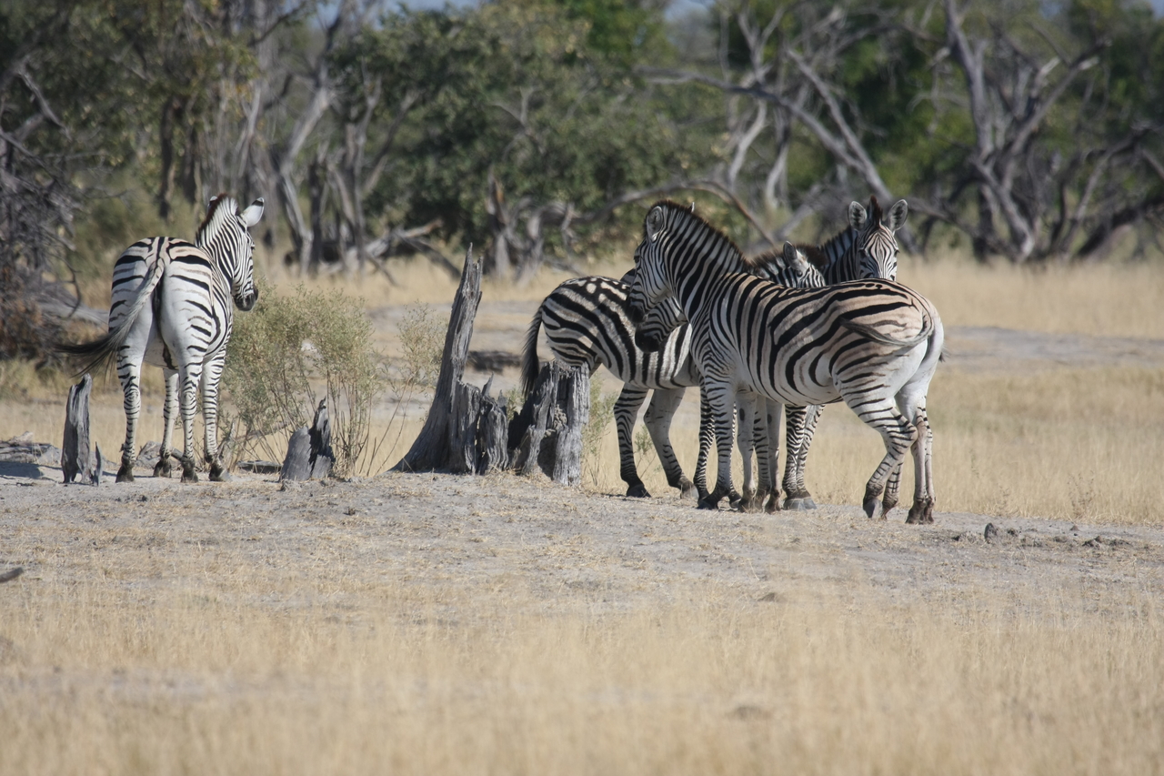 [23348] 2016_06_30_03_42_00_Africa_Canon_EOS_40D_IMG__03896.jpg