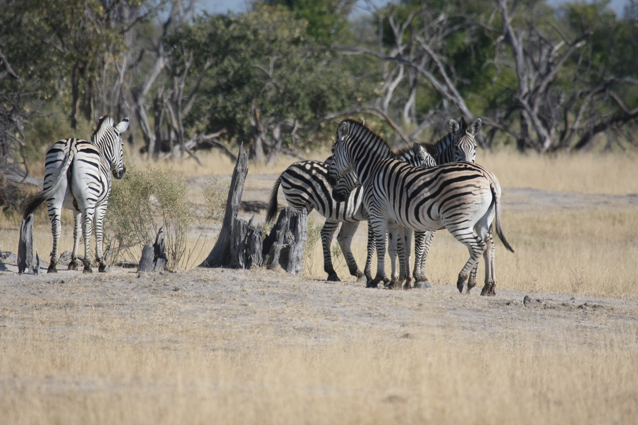 [23349] 2016_06_30_03_42_00_Africa_Canon_EOS_40D_IMG__03897.jpg