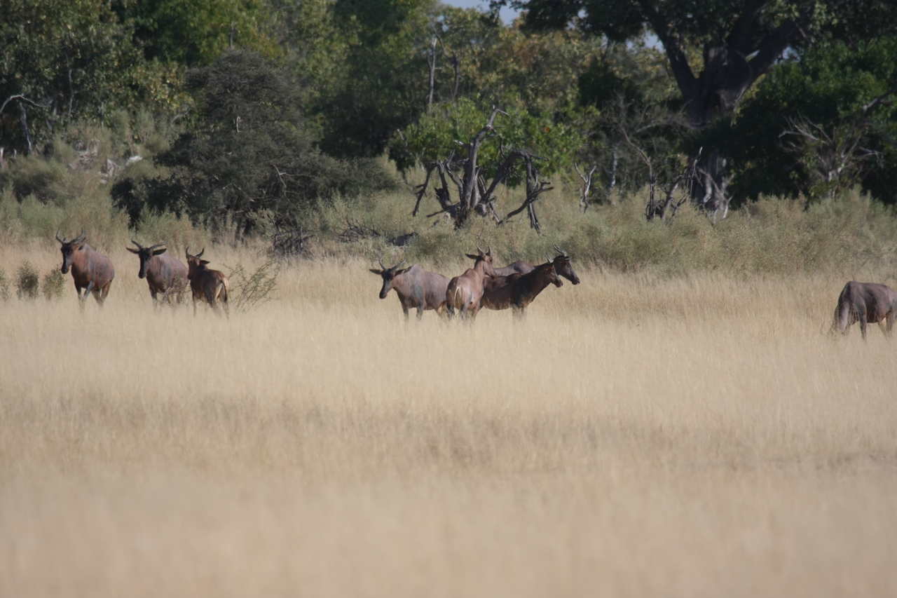 [23366] 2016_06_30_03_42_33_Africa_Canon_EOS_40D_IMG__11349.jpg
