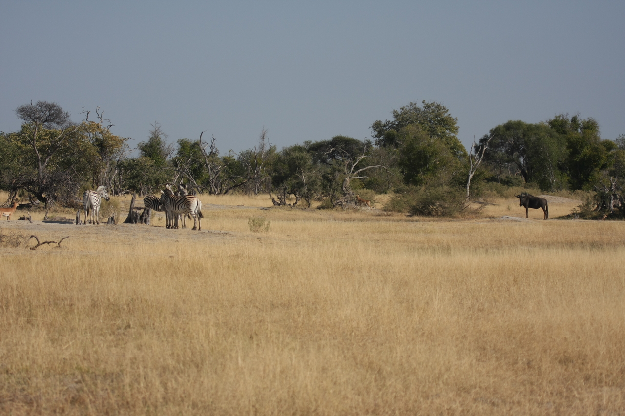 [23382] 2016_06_30_03_43_01_Africa_Canon_EOS_40D_IMG__03909.jpg