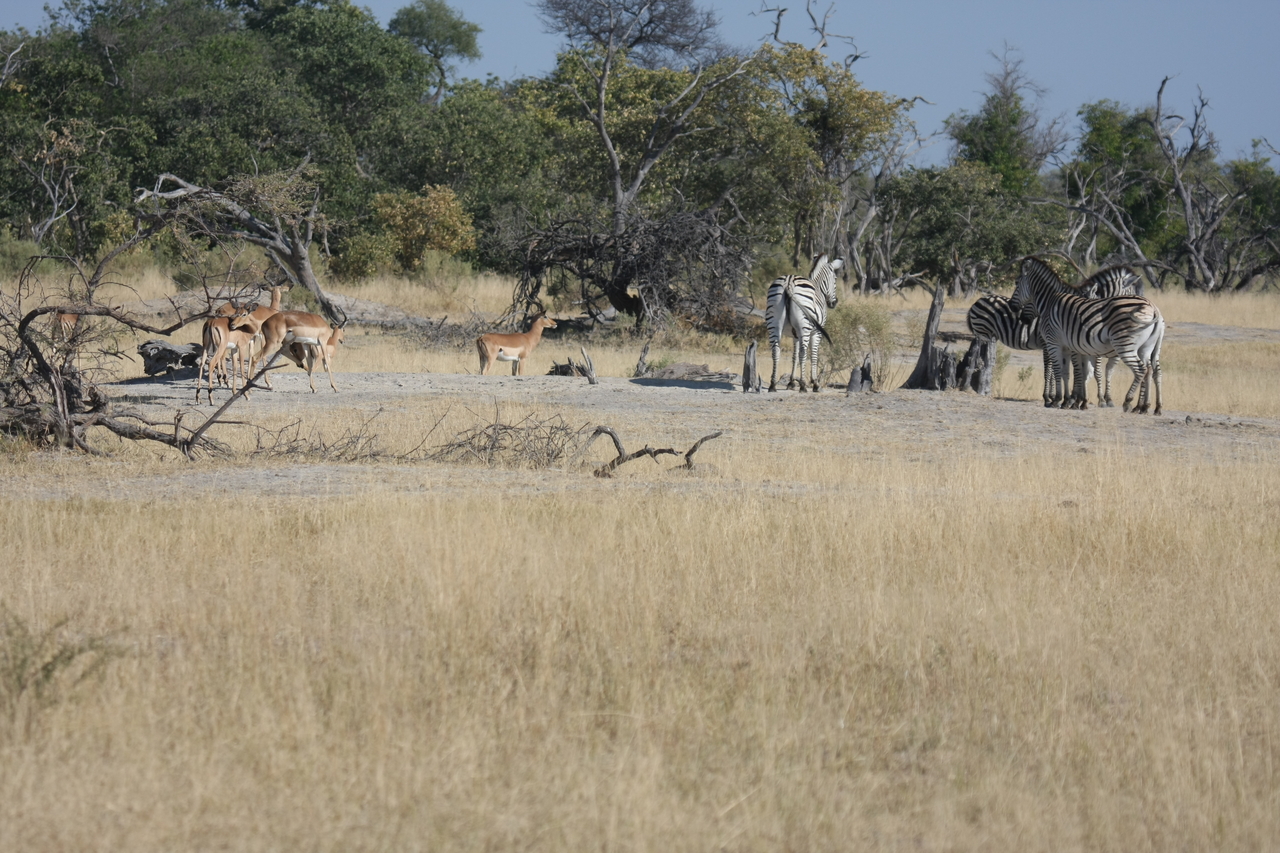 [23387] 2016_06_30_03_43_16_Africa_Canon_EOS_40D_IMG__03910.jpg