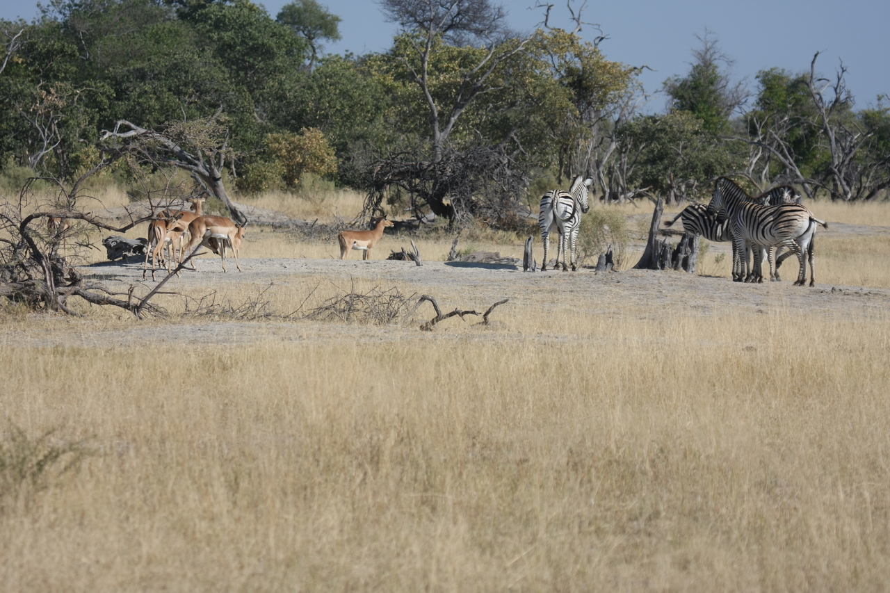 [23390] 2016_06_30_03_43_16_Africa_Canon_EOS_40D_IMG__11358.jpg