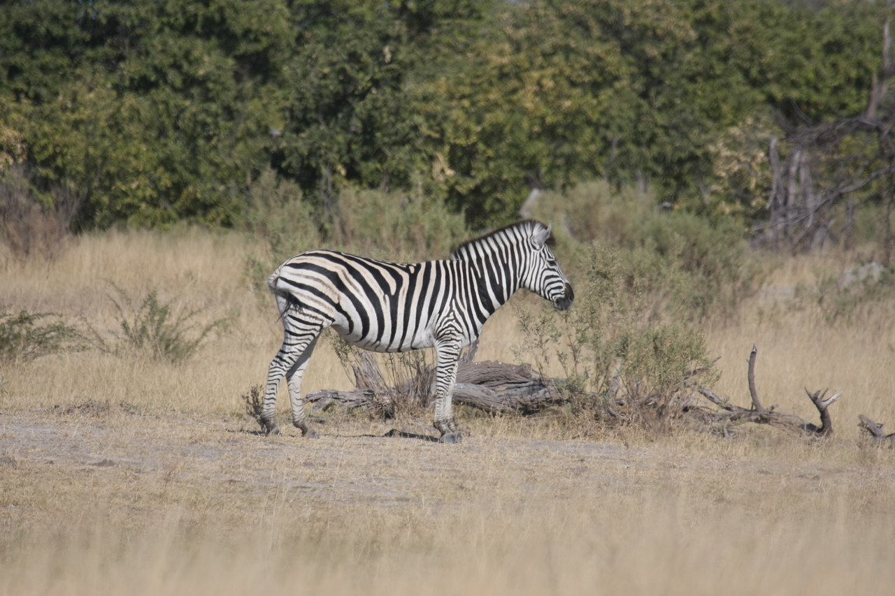 [23398] 2016_06_30_03_45_41_Africa_Canon_EOS_40D_IMG__11360.jpg