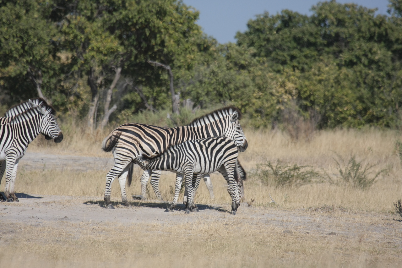 [23406] 2016_06_30_03_45_47_Africa_Canon_EOS_40D_IMG__11362.jpg