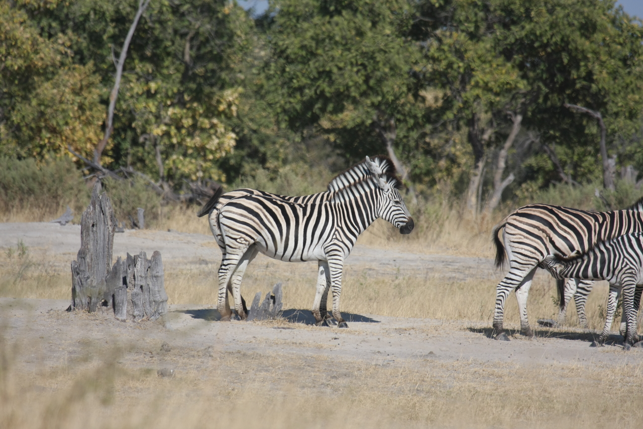 [23410] 2016_06_30_03_45_50_Africa_Canon_EOS_40D_IMG__00194.jpg