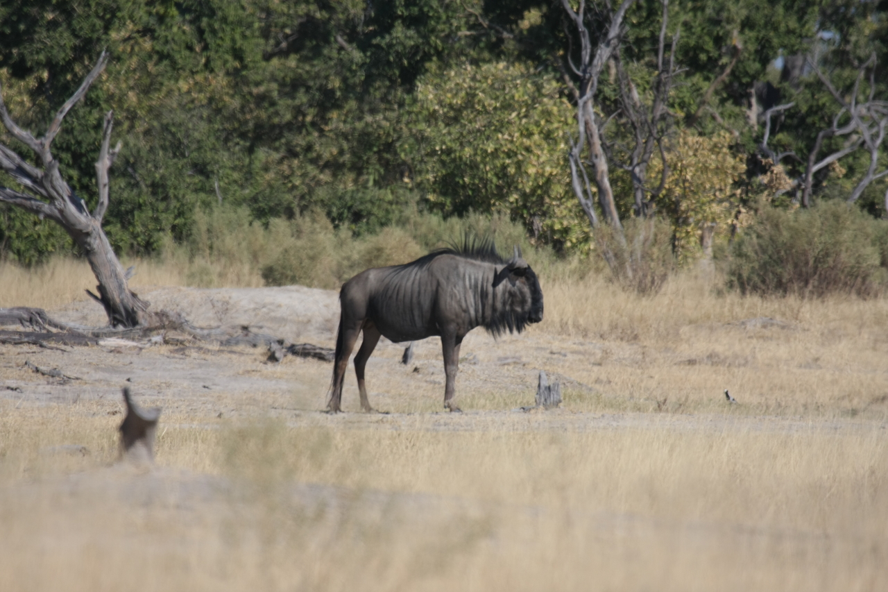 [23415] 2016_06_30_03_46_01_Africa_Canon_EOS_40D_IMG__00195.jpg