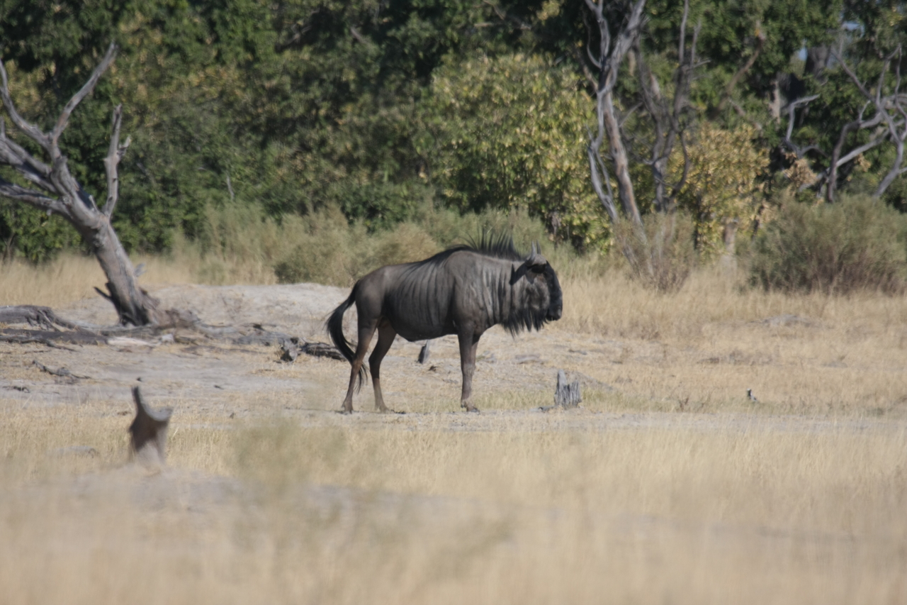 [23420] 2016_06_30_03_46_01_Africa_Canon_EOS_40D_IMG__11369.jpg