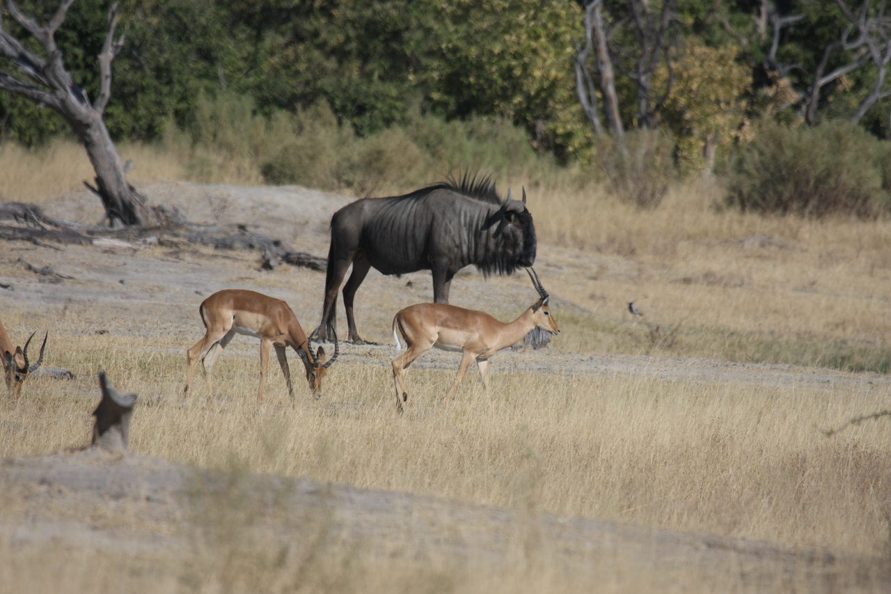 [23422] 2016_06_30_03_46_46_Africa_Canon_EOS_40D_IMG__00198.jpg