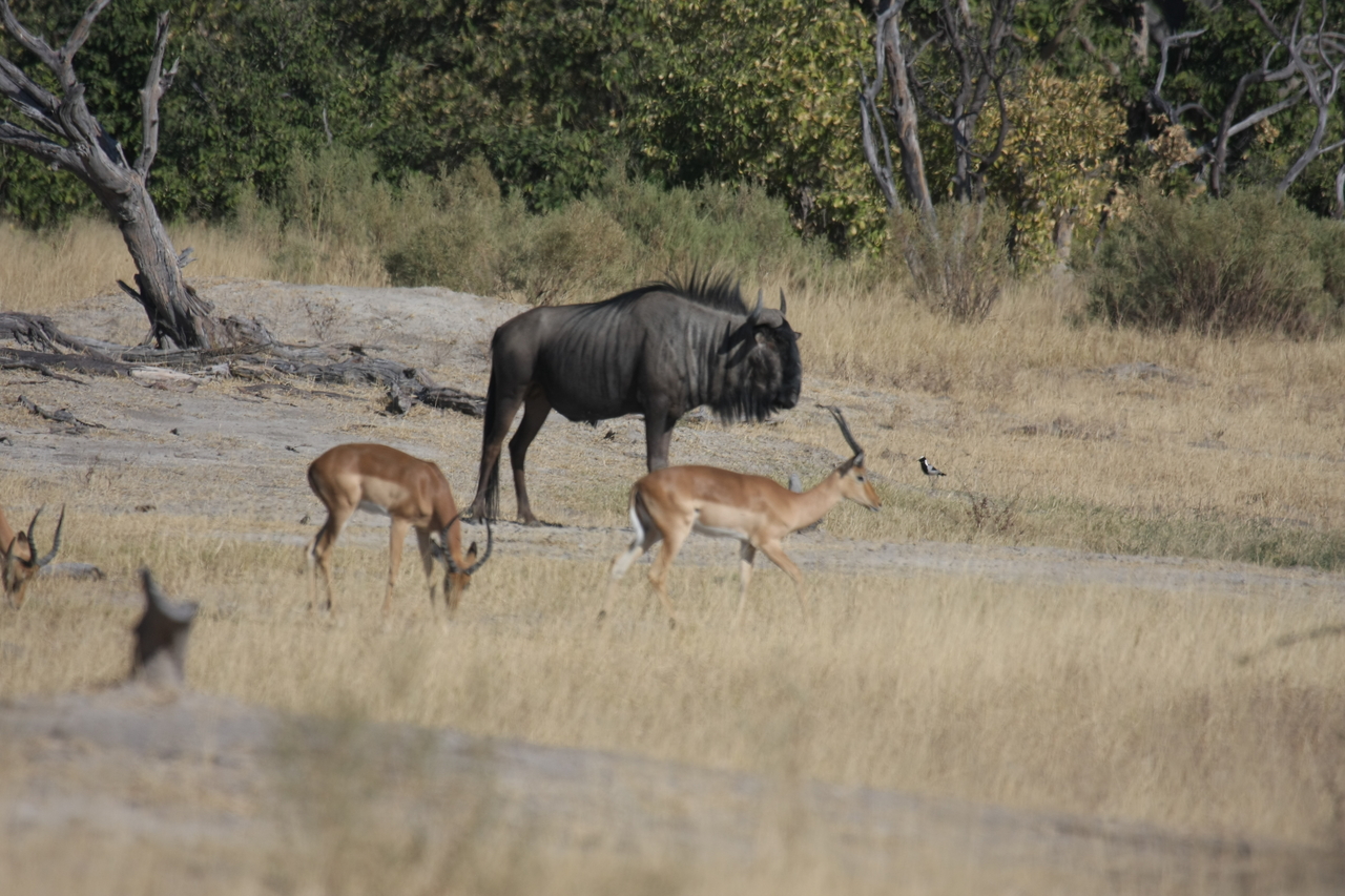 [23423] 2016_06_30_03_46_46_Africa_Canon_EOS_40D_IMG__00199.jpg
