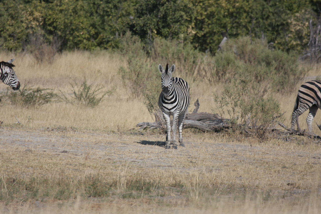 [23432] 2016_06_30_03_46_55_Africa_Canon_EOS_40D_IMG__00203.jpg