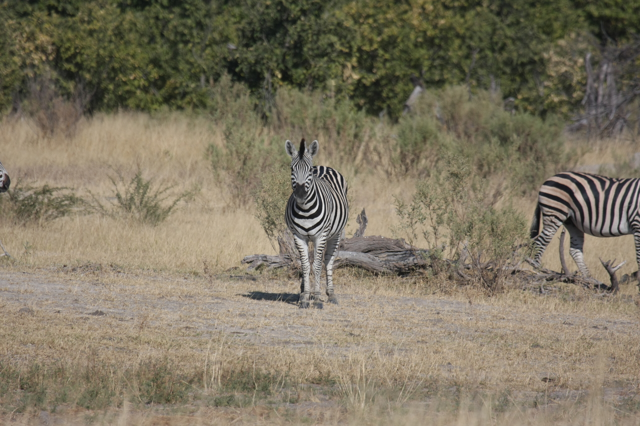 [23437] 2016_06_30_03_46_55_Africa_Canon_EOS_40D_IMG__11374.jpg