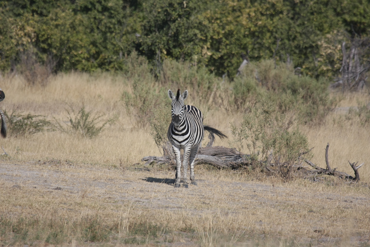 [23440] 2016_06_30_03_47_04_Africa_Canon_EOS_40D_IMG__00205.jpg