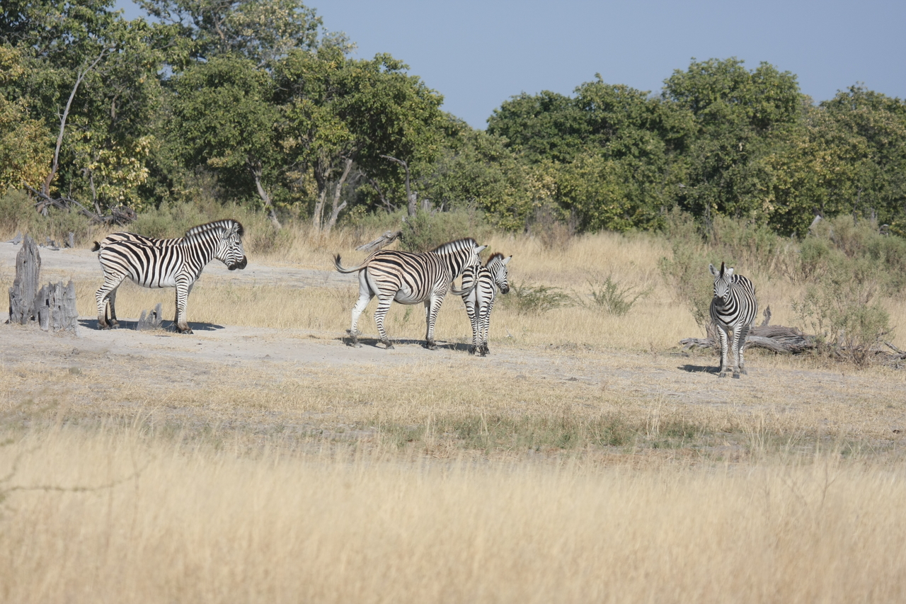 [23451] 2016_06_30_03_47_22_Africa_Canon_EOS_40D_IMG__00208.jpg