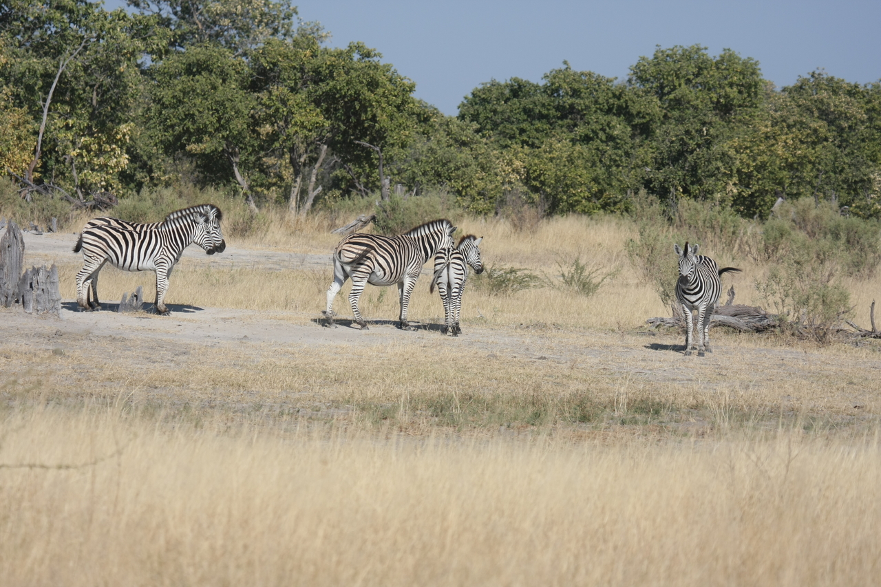 [23459] 2016_06_30_03_47_22_Africa_Canon_EOS_40D_IMG__11383.jpg