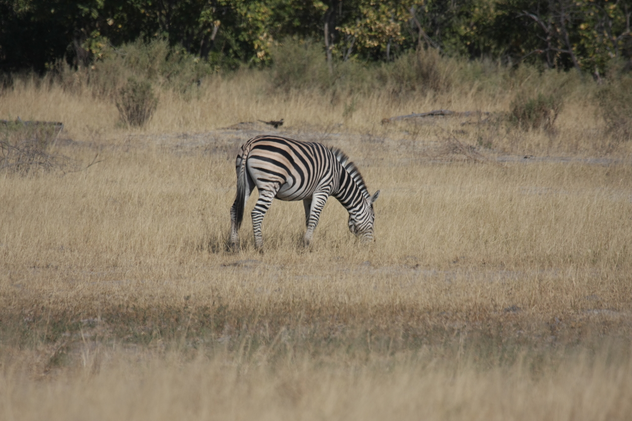 [23469] 2016_06_30_03_48_13_Africa_Canon_EOS_40D_IMG__03940.jpg