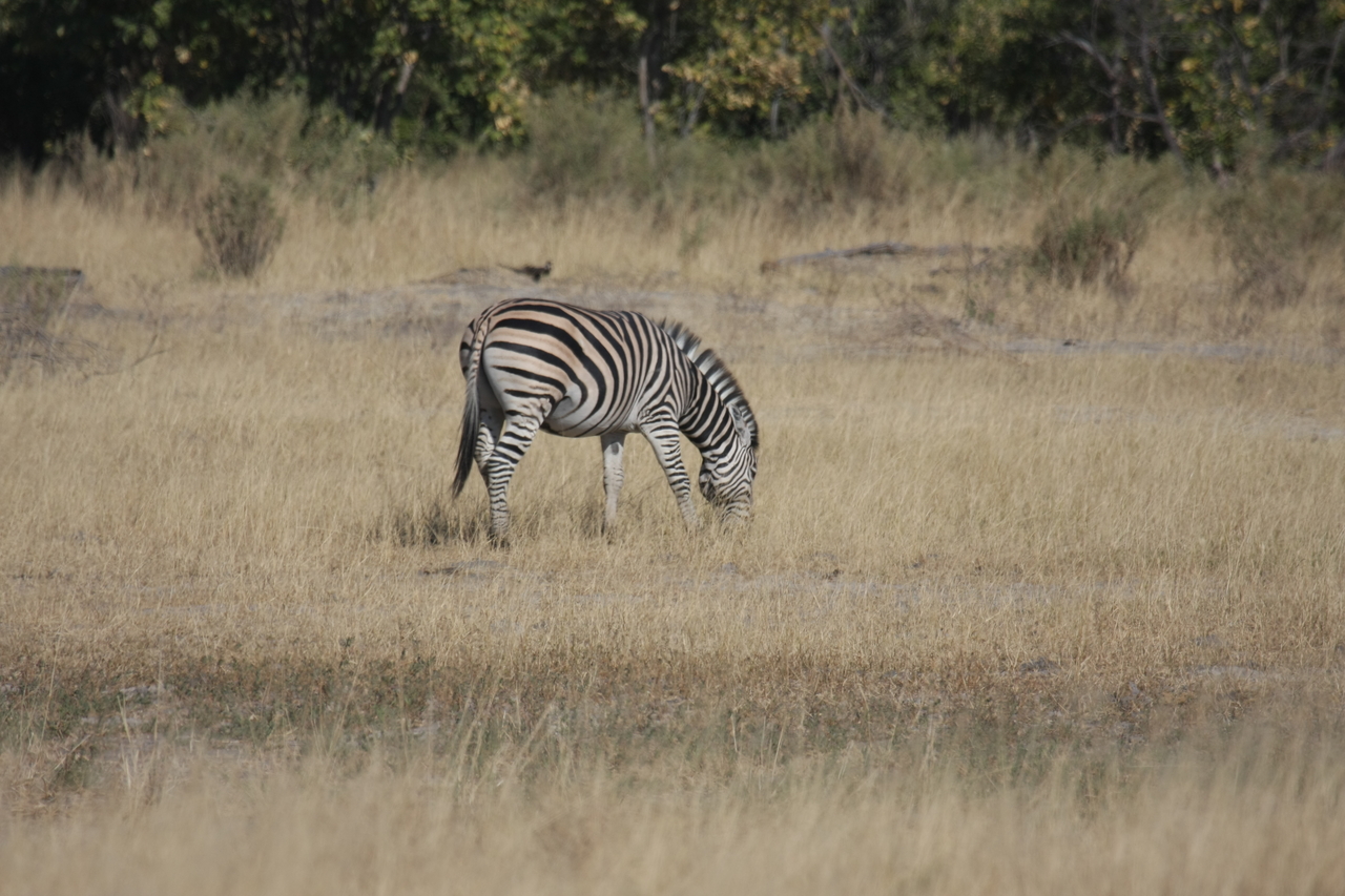 [23471] 2016_06_30_03_48_13_Africa_Canon_EOS_40D_IMG__03942.jpg