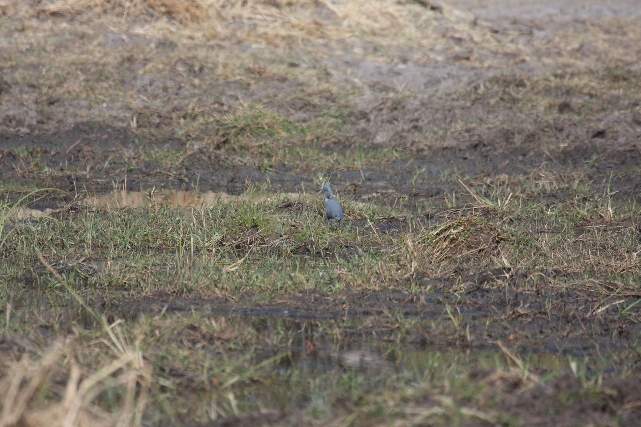 [23475] 2016_06_30_03_55_35_Africa_Canon_EOS_40D_IMG__00217.jpg