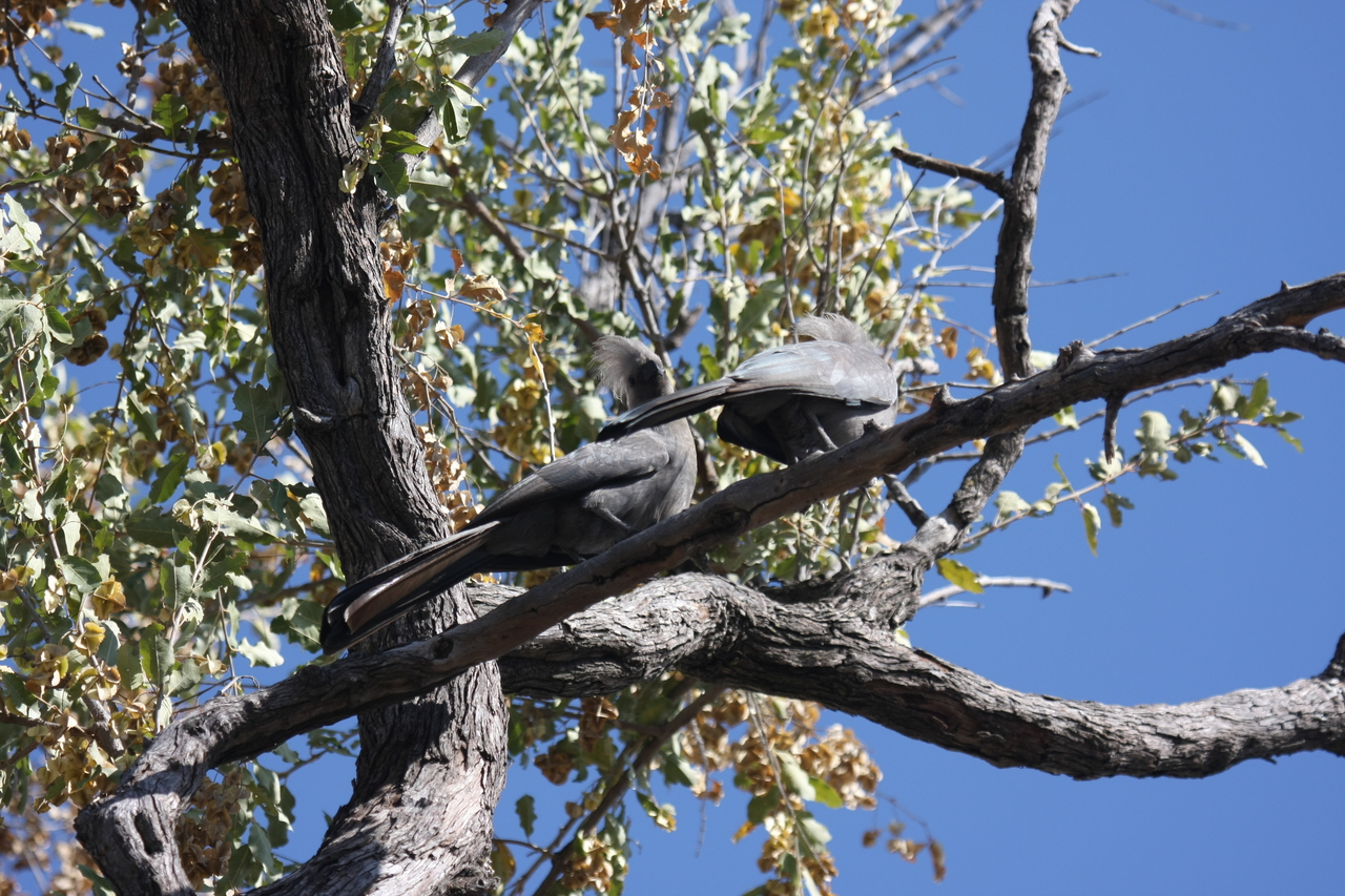 [23515] 2016_06_30_04_19_08_Africa_Canon_EOS_40D_IMG__11394.jpg