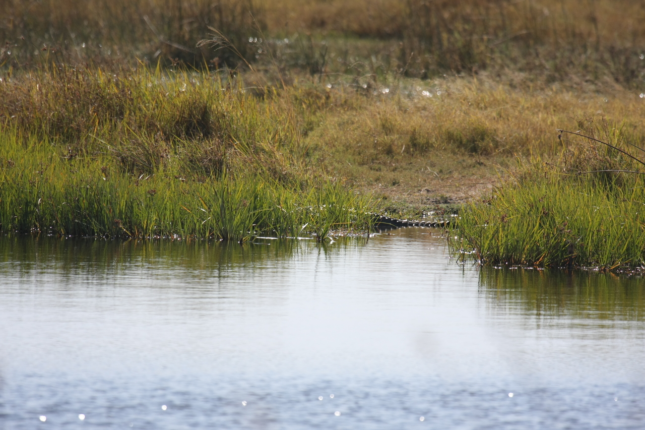 [23533] 2016_06_30_04_55_43_Africa_Canon_EOS_40D_IMG__00231.jpg