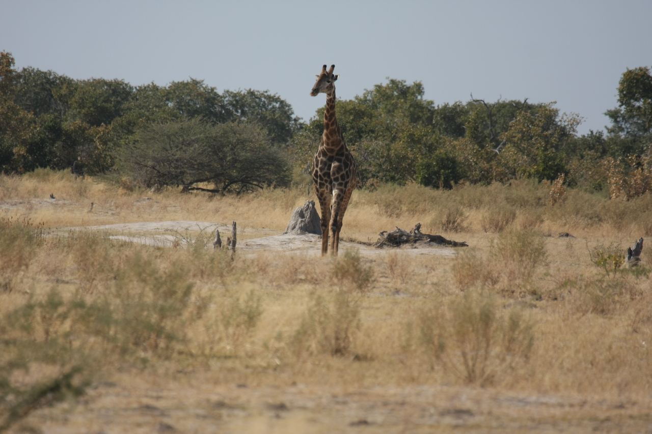 [23545] 2016_06_30_04_57_16_Africa_Canon_EOS_40D_IMG__00235.jpg