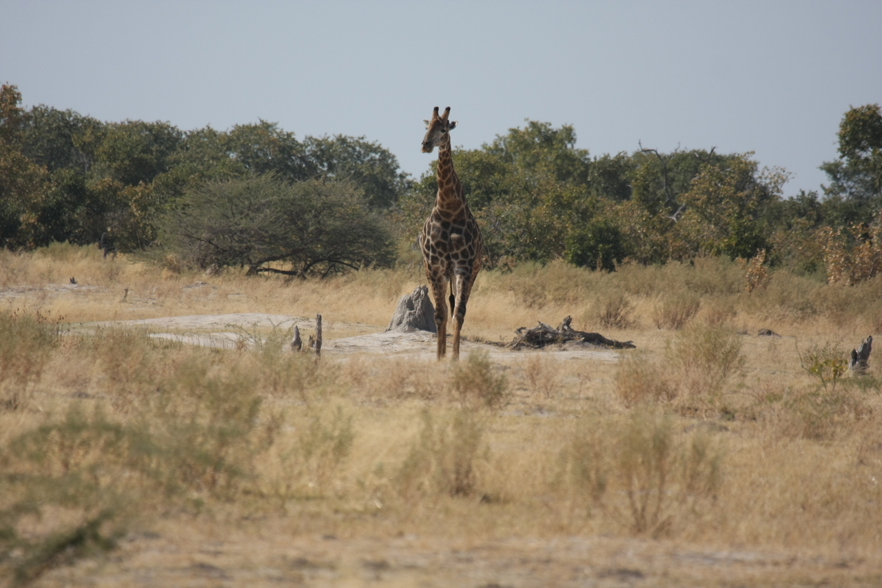 [23550] 2016_06_30_04_57_16_Africa_Canon_EOS_40D_IMG__11407.jpg