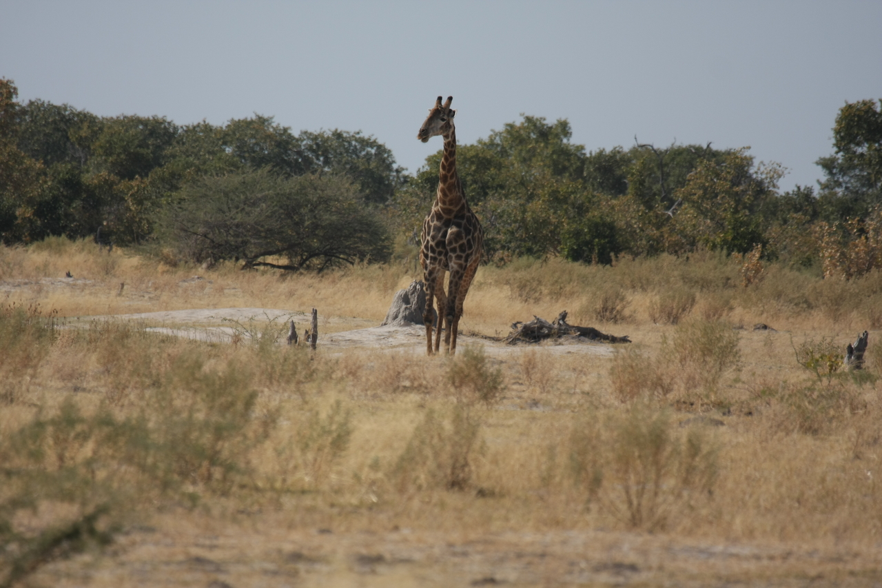[23552] 2016_06_30_04_57_16_Africa_Canon_EOS_40D_IMG__11410.jpg