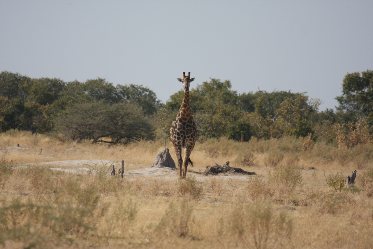 [23553] 2016_06_30_04_57_19_Africa_Canon_EOS_40D_IMG__00238.jpg