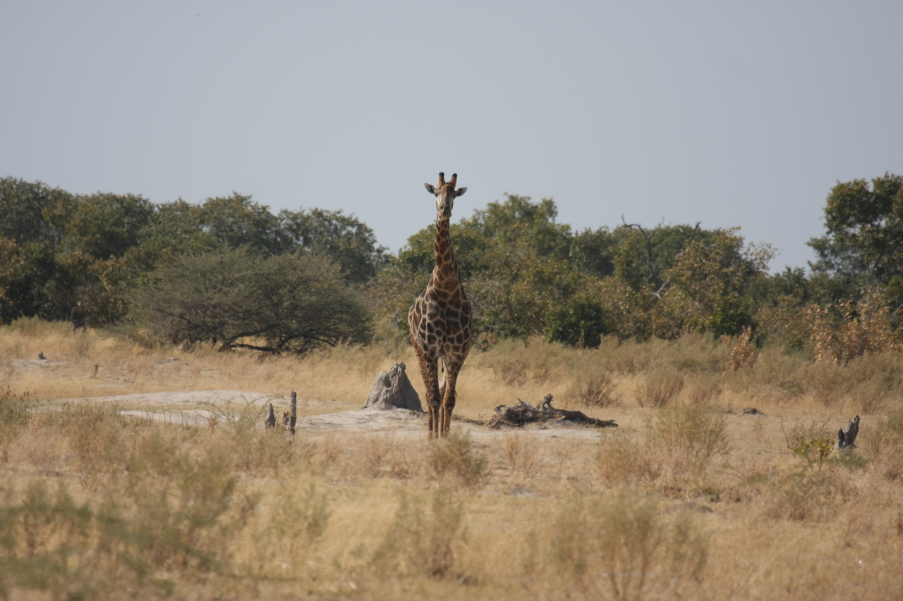 [23556] 2016_06_30_04_57_19_Africa_Canon_EOS_40D_IMG__03965.jpg