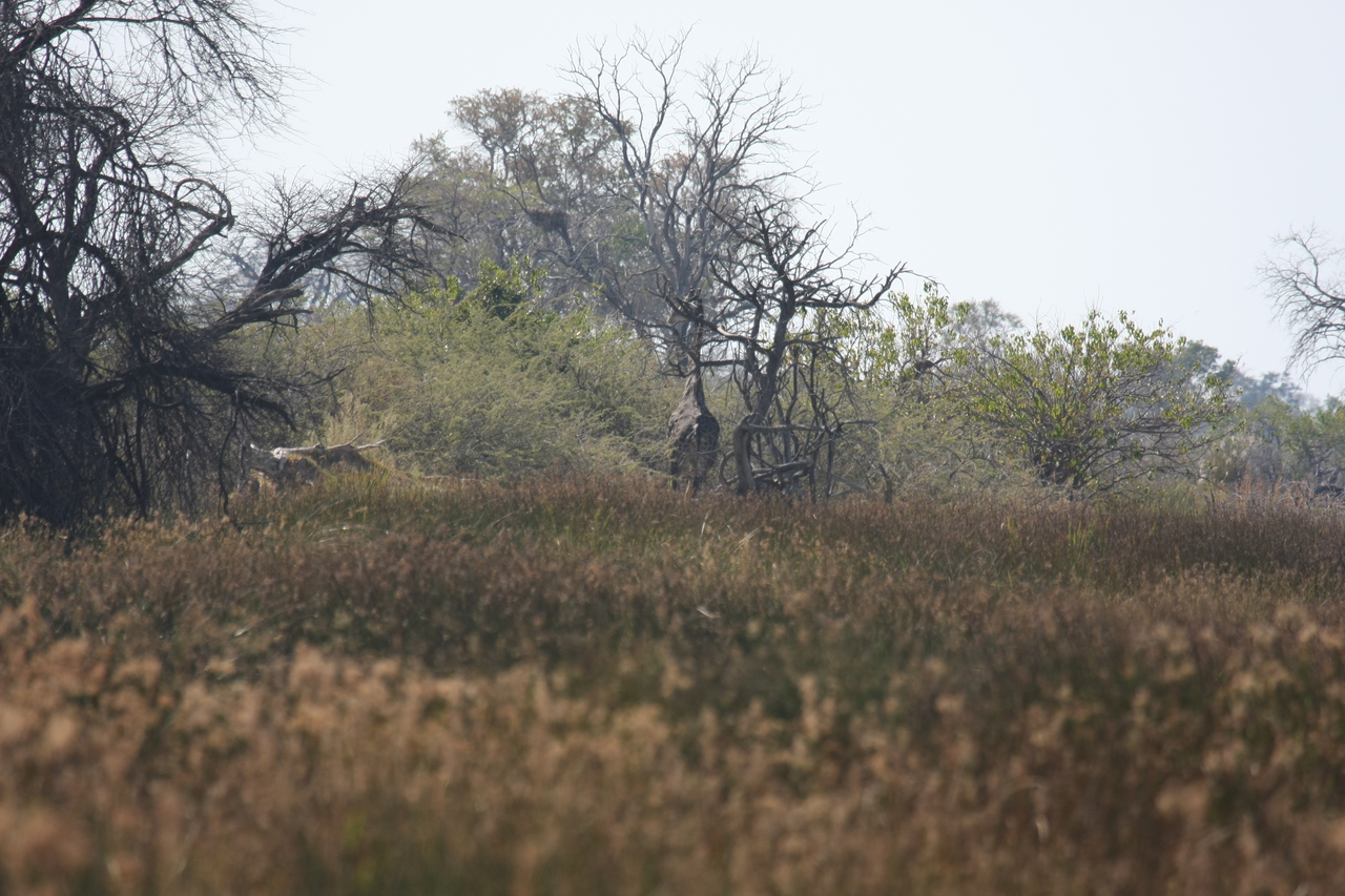 [23561] 2016_06_30_04_57_40_Africa_Canon_EOS_40D_IMG__03966.jpg