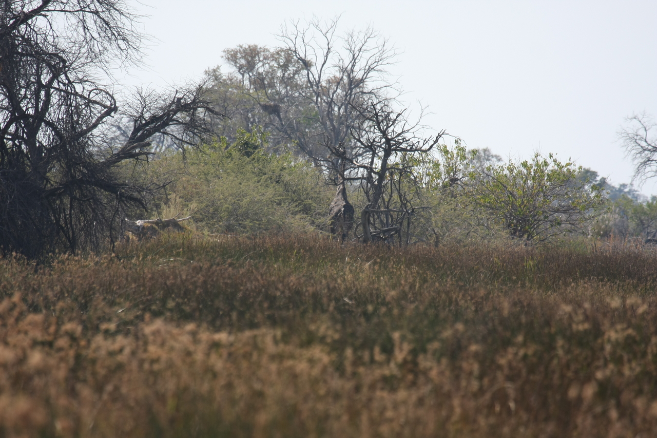 [23564] 2016_06_30_04_57_40_Africa_Canon_EOS_40D_IMG__11414.jpg