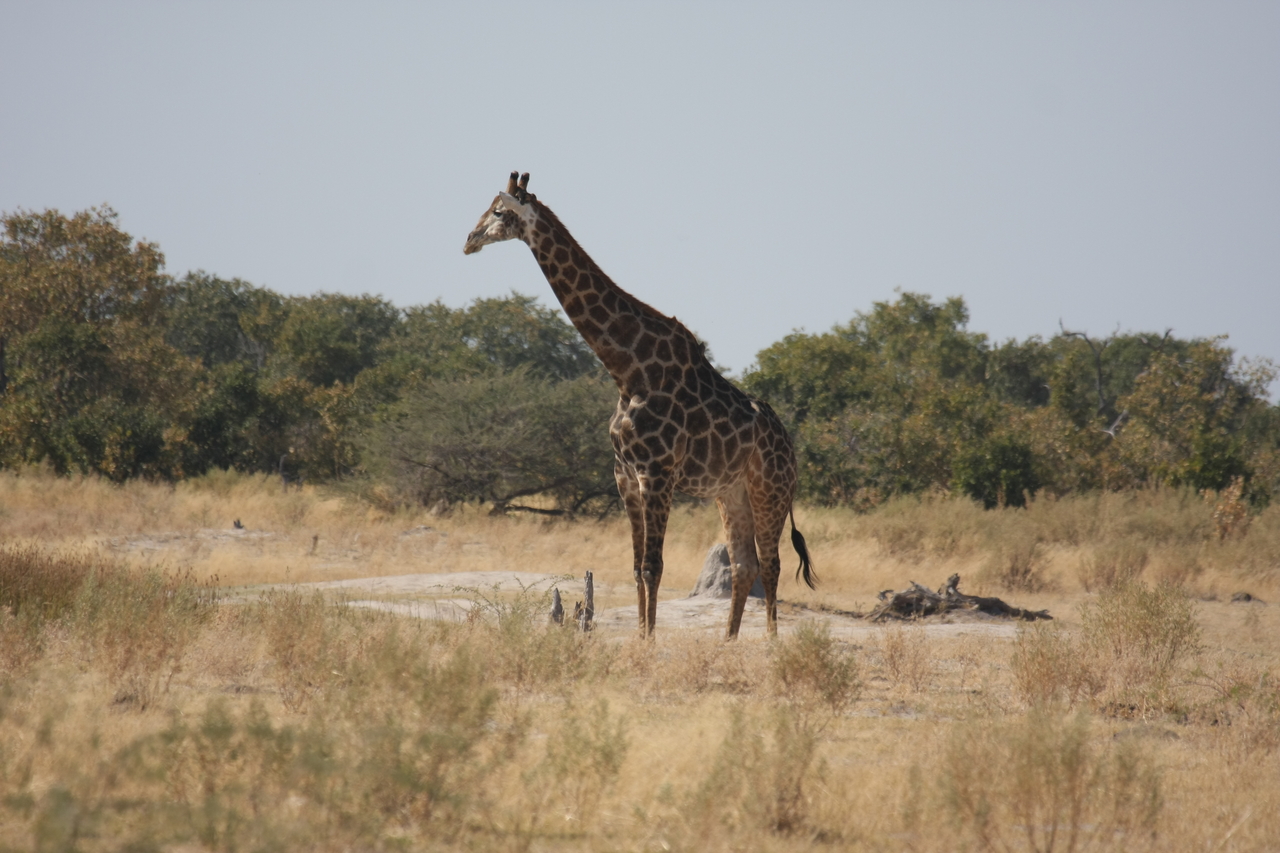 [23570] 2016_06_30_04_58_00_Africa_Canon_EOS_40D_IMG__11416.jpg
