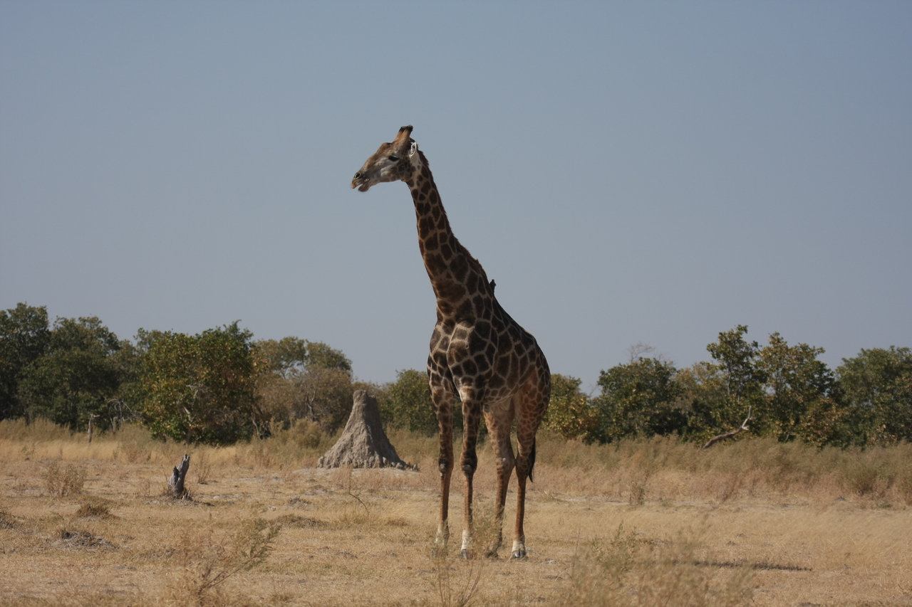 [23574] 2016_06_30_04_59_16_Africa_Canon_EOS_40D_IMG__03970.jpg