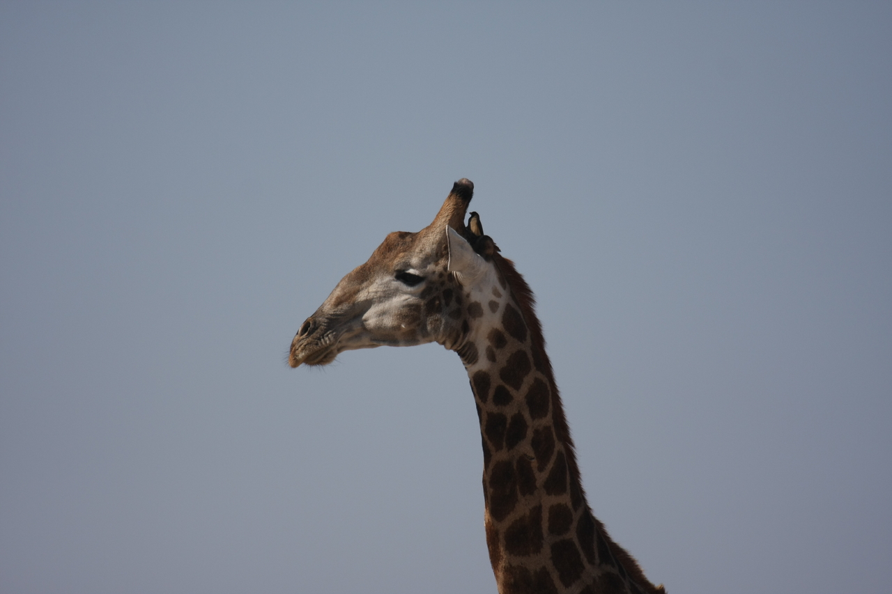 [23584] 2016_06_30_04_59_29_Africa_Canon_EOS_40D_IMG__00248.jpg