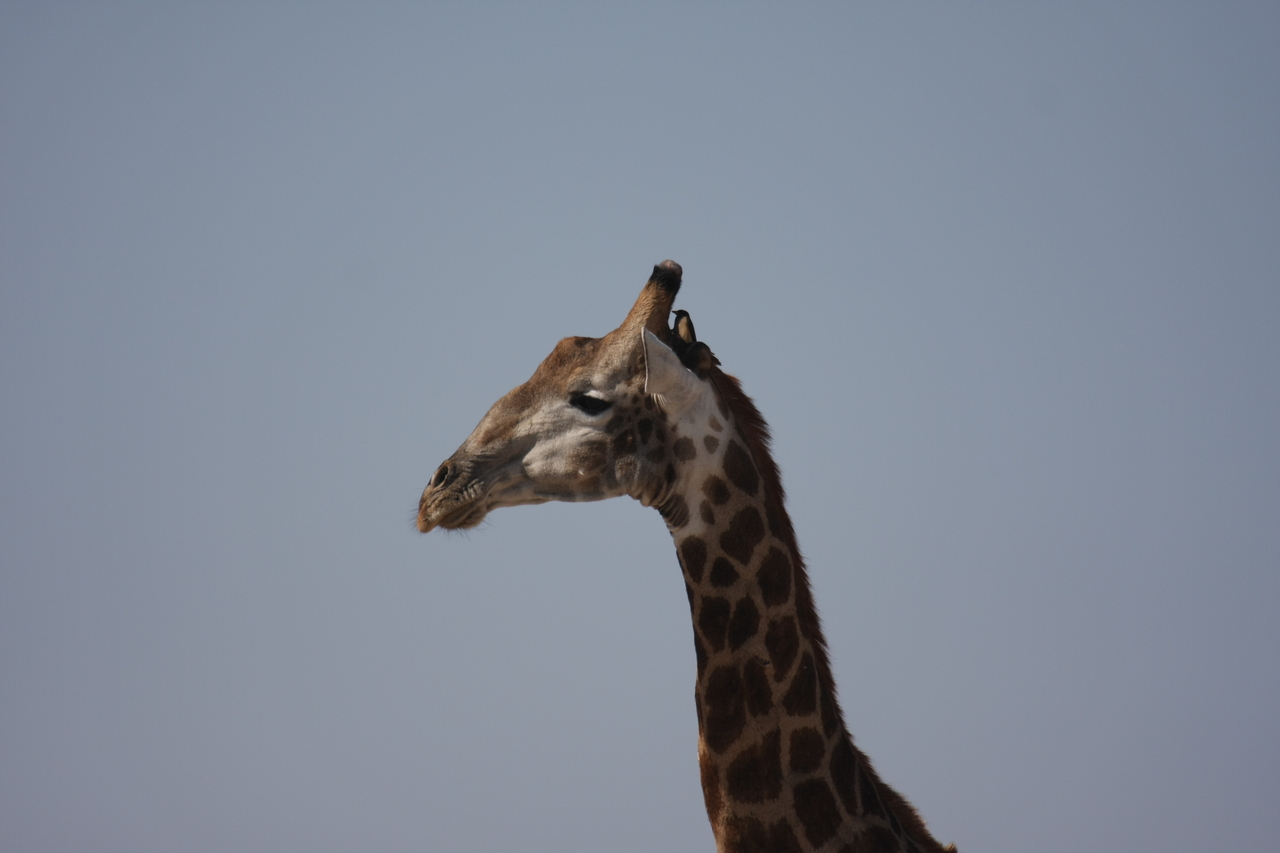 [23585] 2016_06_30_04_59_29_Africa_Canon_EOS_40D_IMG__00249.jpg
