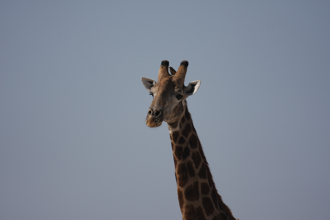 [23592] 2016_06_30_04_59_33_Africa_Canon_EOS_40D_IMG__00250.jpg