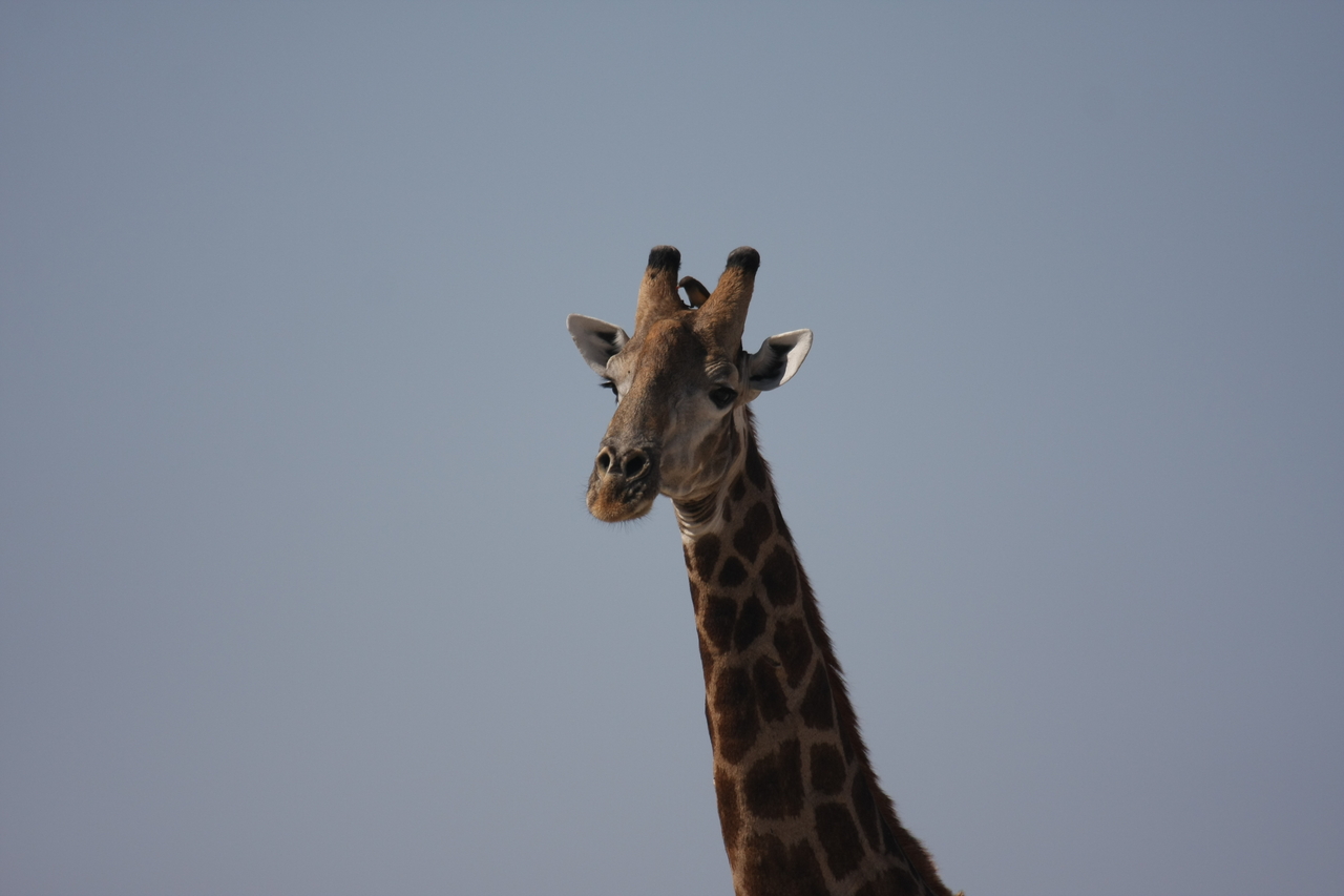 [23593] 2016_06_30_04_59_33_Africa_Canon_EOS_40D_IMG__00251.jpg
