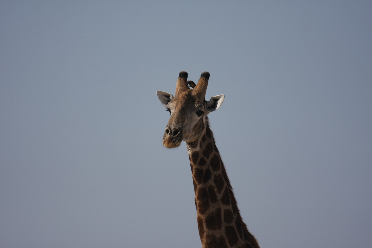 [23597] 2016_06_30_04_59_33_Africa_Canon_EOS_40D_IMG__03978.jpg