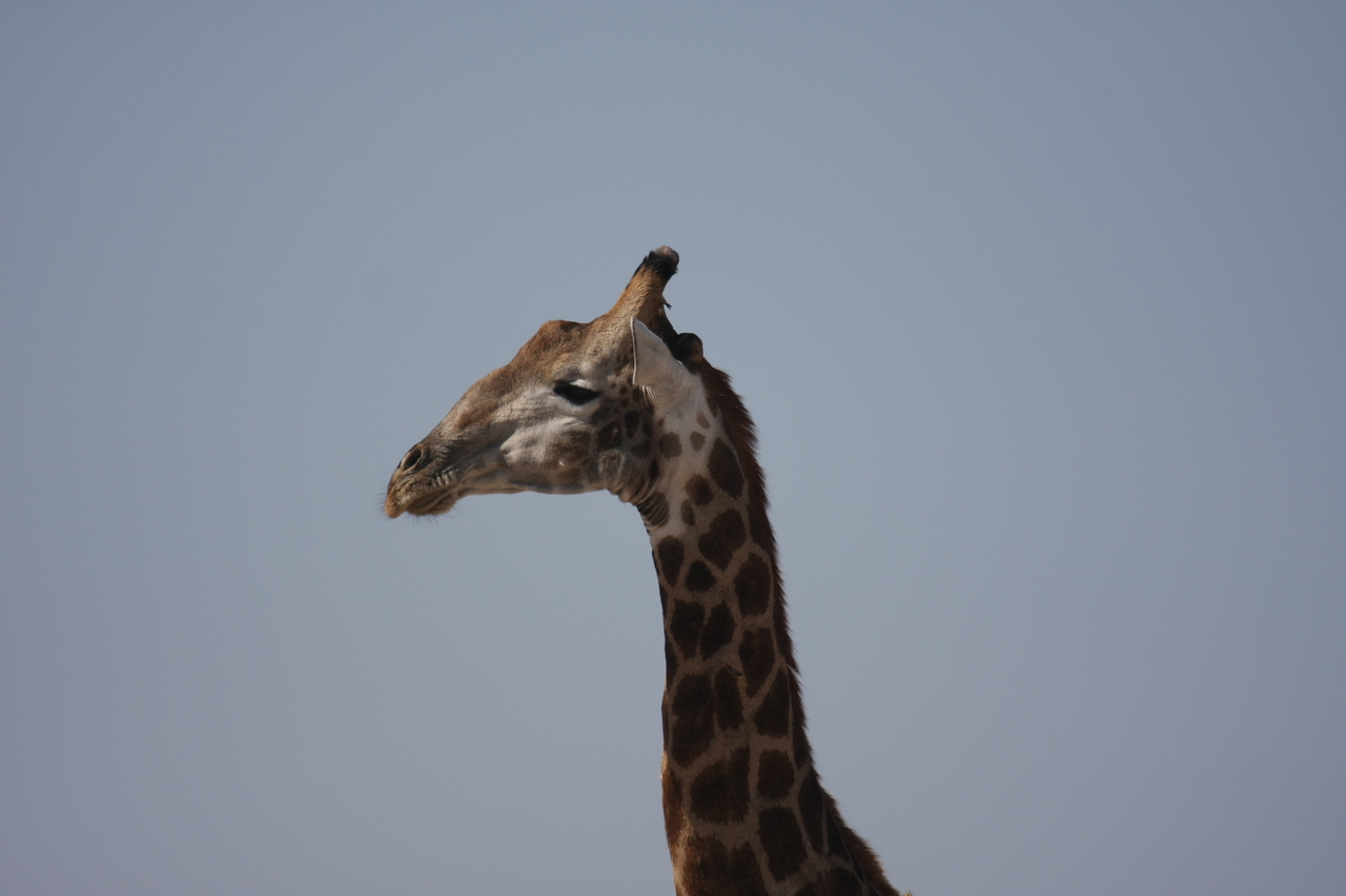 [23607] 2016_06_30_04_59_41_Africa_Canon_EOS_40D_IMG__03980.jpg