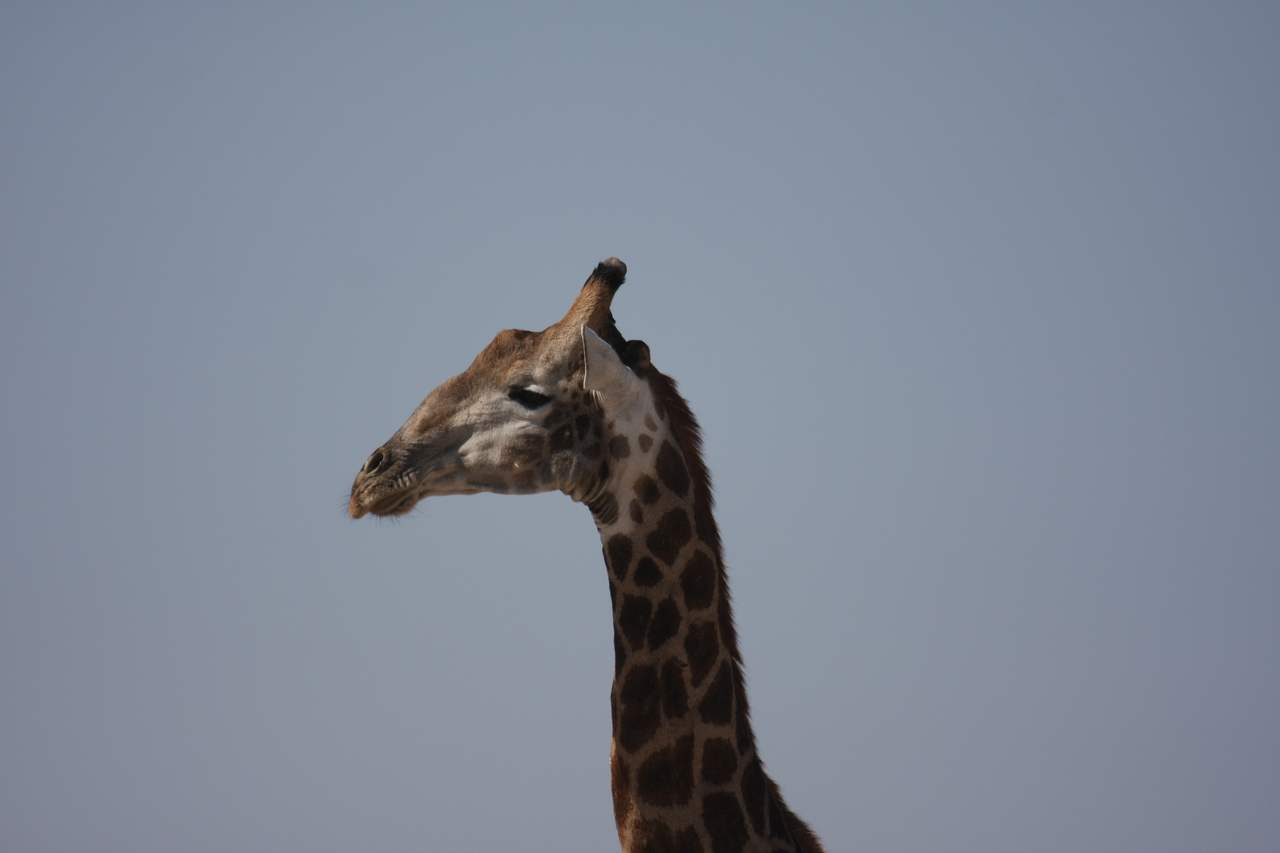 [23612] 2016_06_30_04_59_41_Africa_Canon_EOS_40D_IMG__11429.jpg