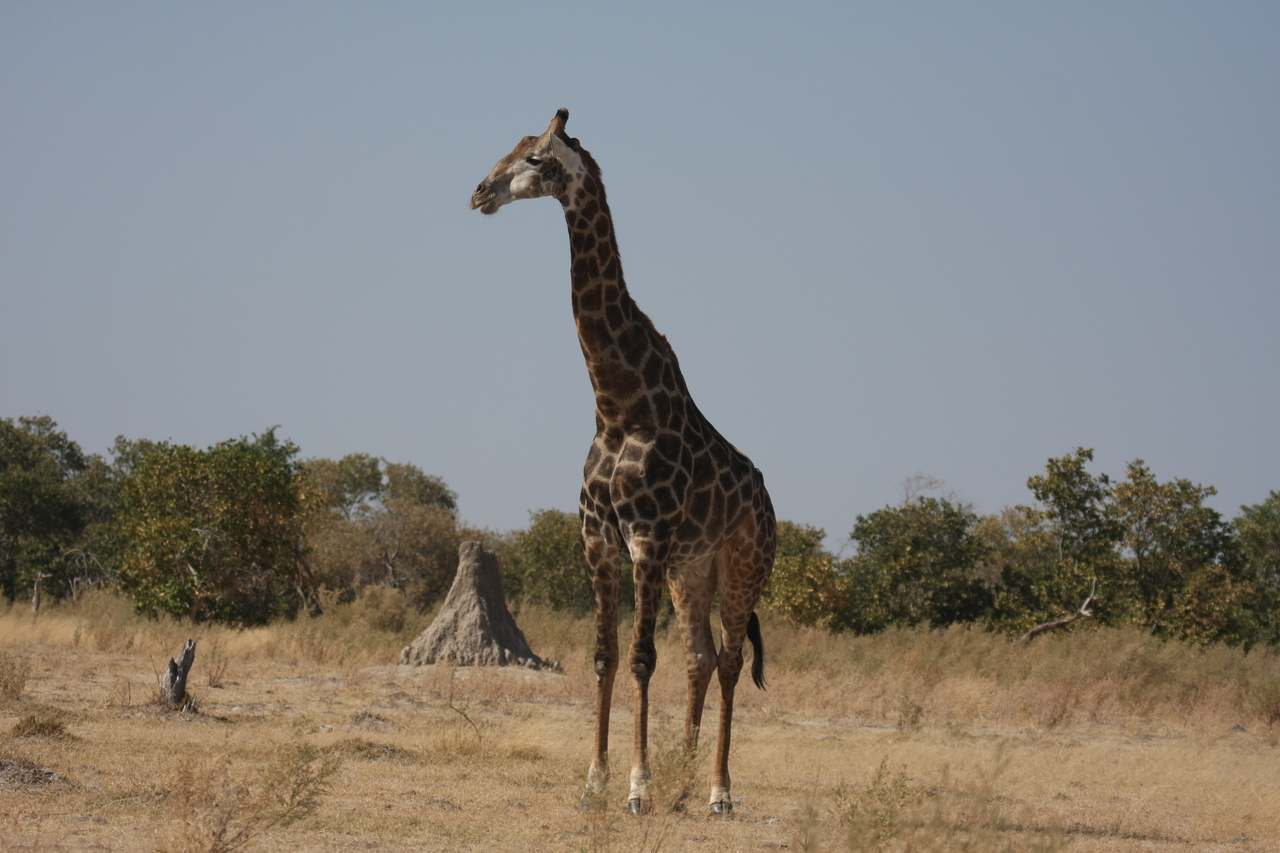 [23615] 2016_06_30_04_59_52_Africa_Canon_EOS_40D_IMG__03983.jpg