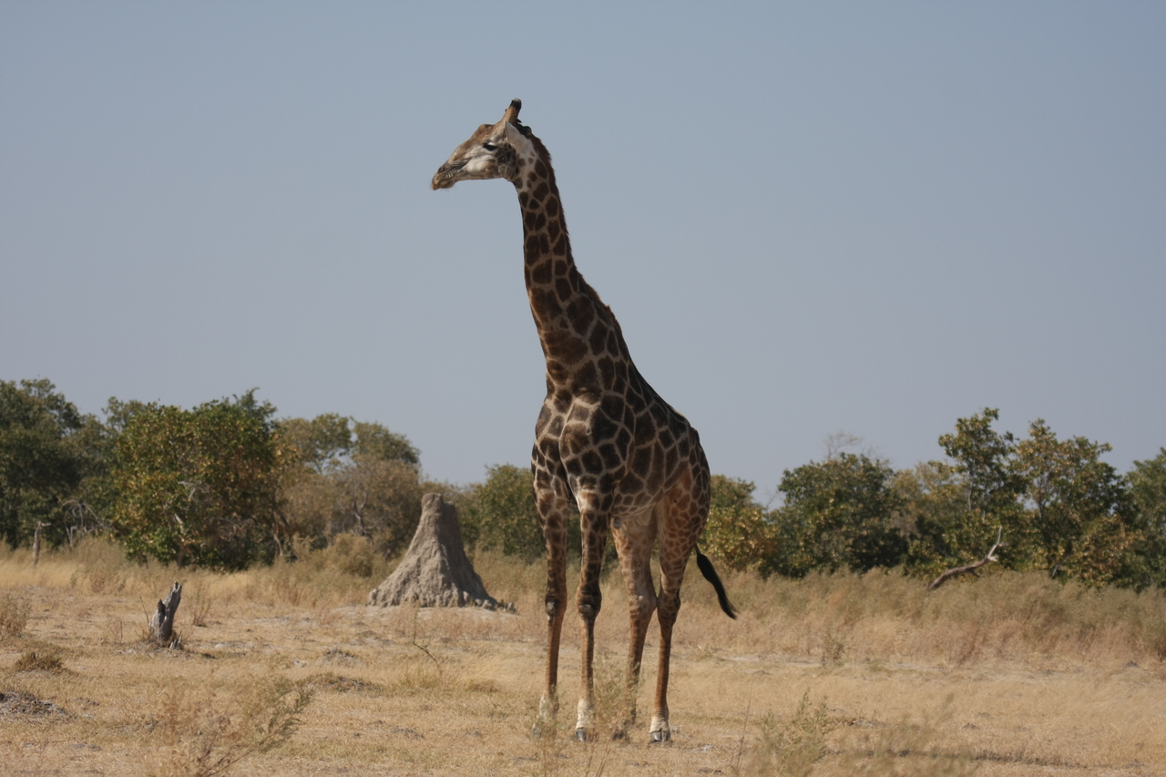 [23618] 2016_06_30_04_59_52_Africa_Canon_EOS_40D_IMG__11432.jpg