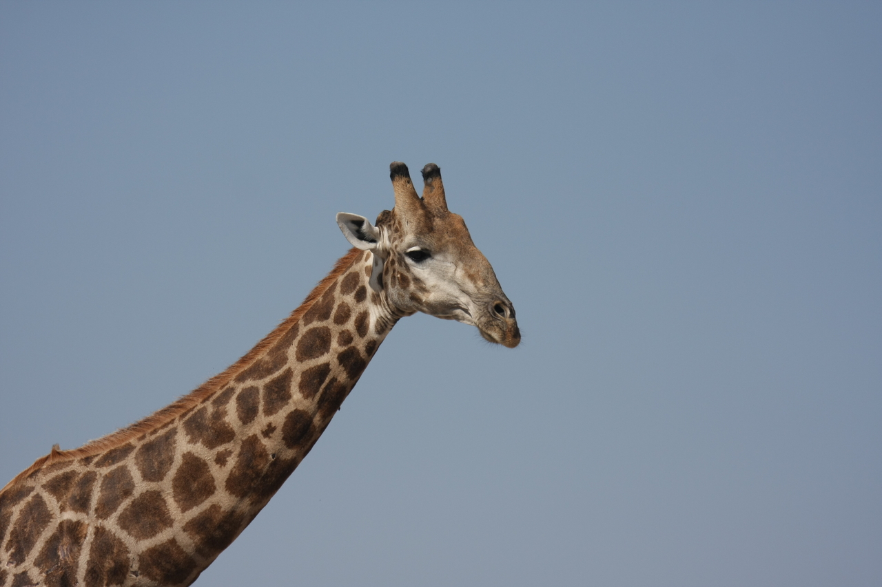 [23629] 2016_06_30_05_02_30_Africa_Canon_EOS_40D_IMG__00260.jpg
