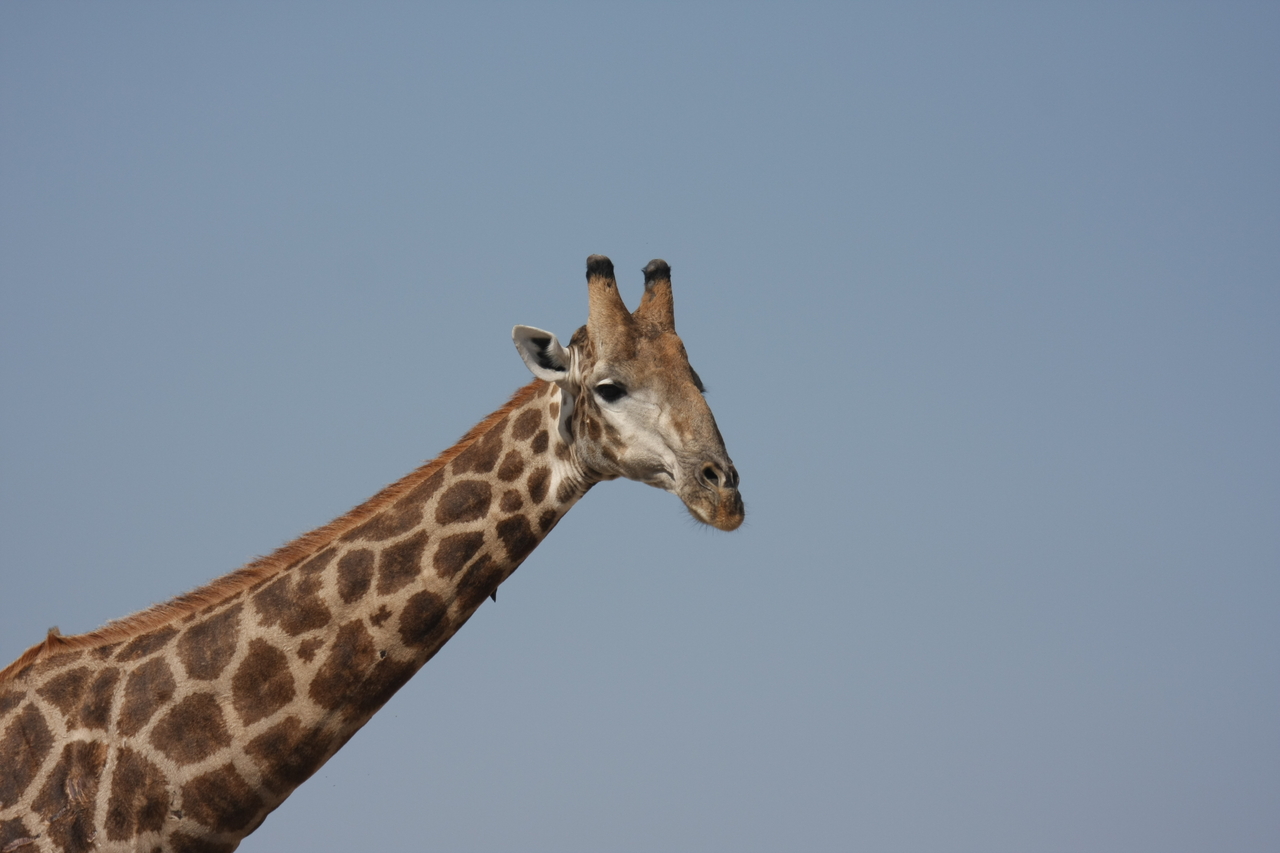 [23636] 2016_06_30_05_02_30_Africa_Canon_EOS_40D_IMG__11434.jpg