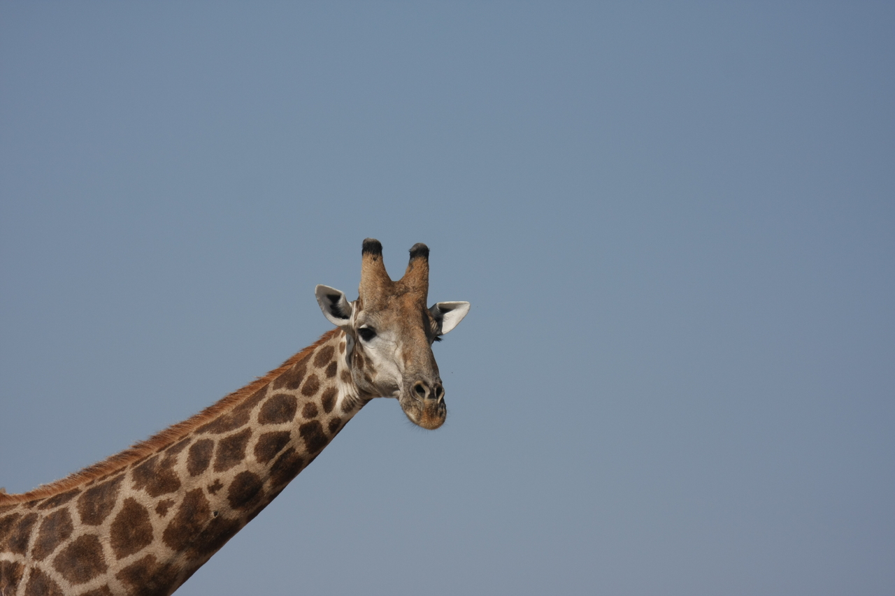 [23642] 2016_06_30_05_02_31_Africa_Canon_EOS_40D_IMG__03990.jpg
