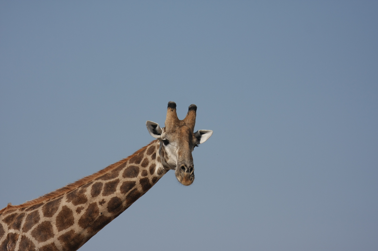 [23643] 2016_06_30_05_02_31_Africa_Canon_EOS_40D_IMG__03991.jpg