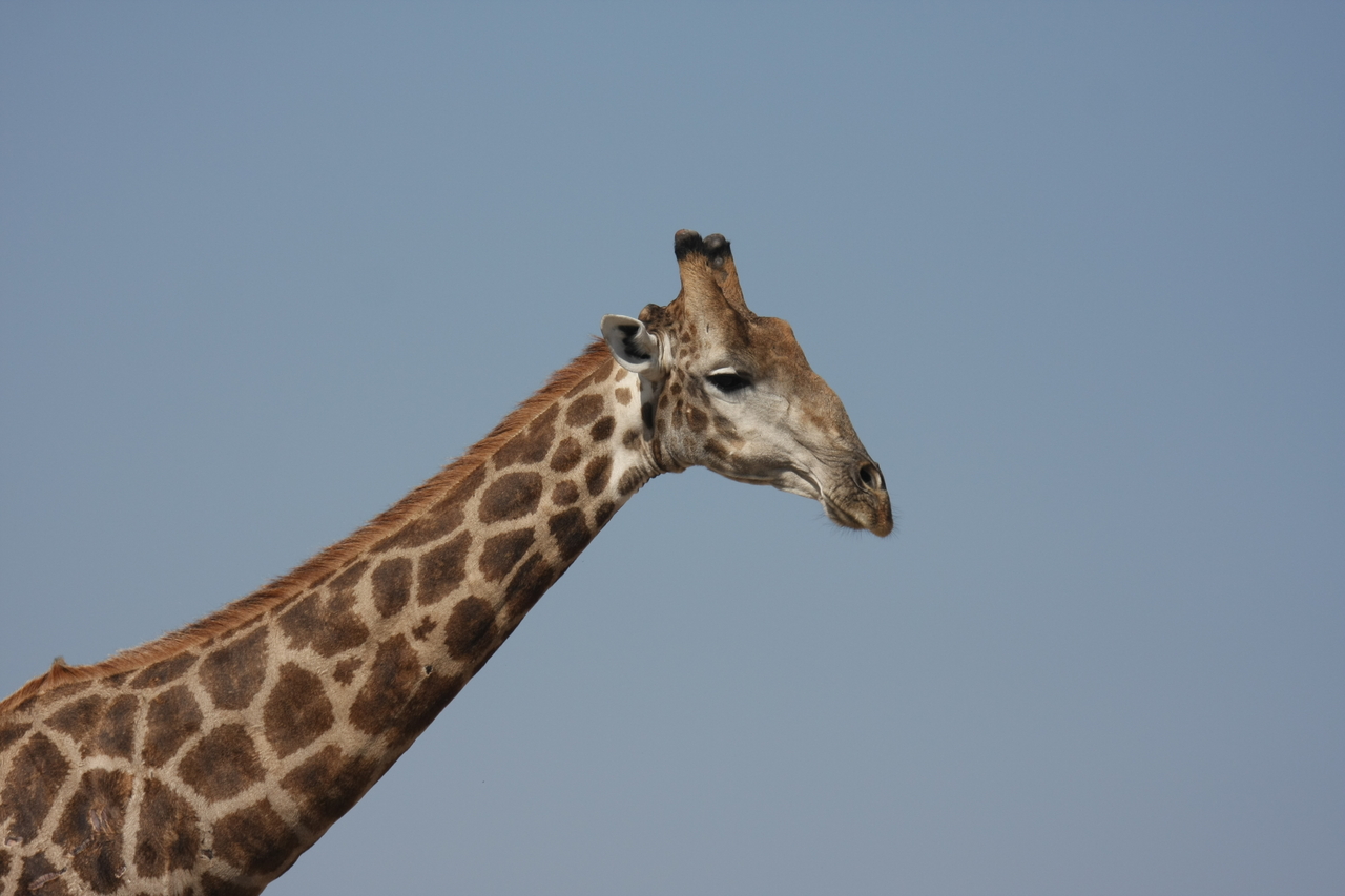[23650] 2016_06_30_05_02_33_Africa_Canon_EOS_40D_IMG__03992.jpg